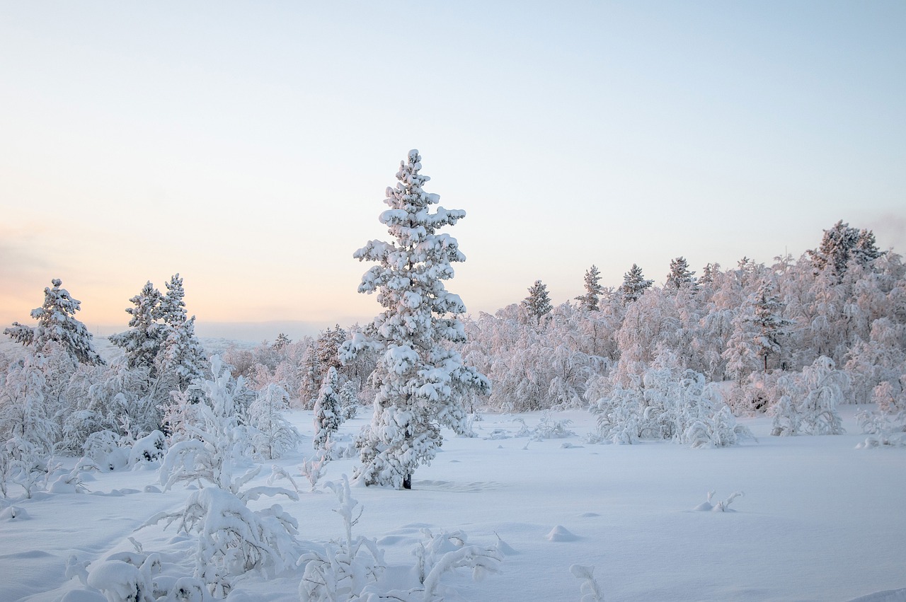 Guide to Winter Pruning for Spring Blooms